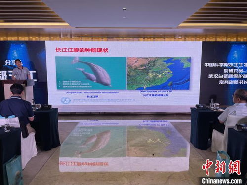 武漢開展多次科考促長(zhǎng)江江豚重回城區(qū)江段