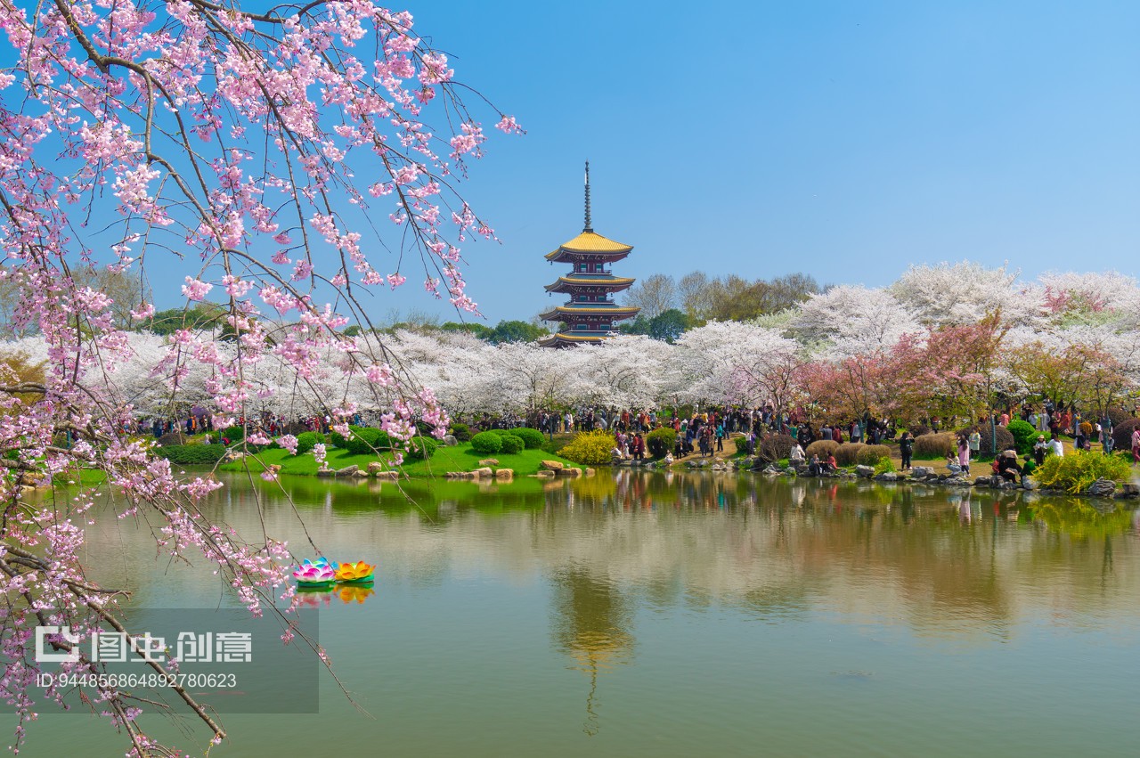 武漢東湖櫻花園5A風(fēng)景區(qū)春季風(fēng)光