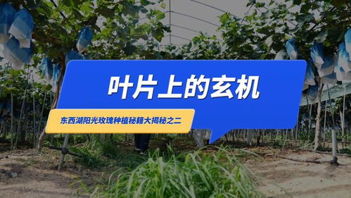 武漢優質農產品 東西湖陽光玫瑰種植秘而不宣的絕招 葉片